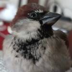 Camila Peralta Profile Picture